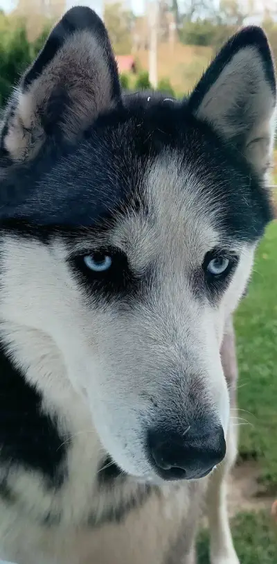 Darujem sibírsky husky