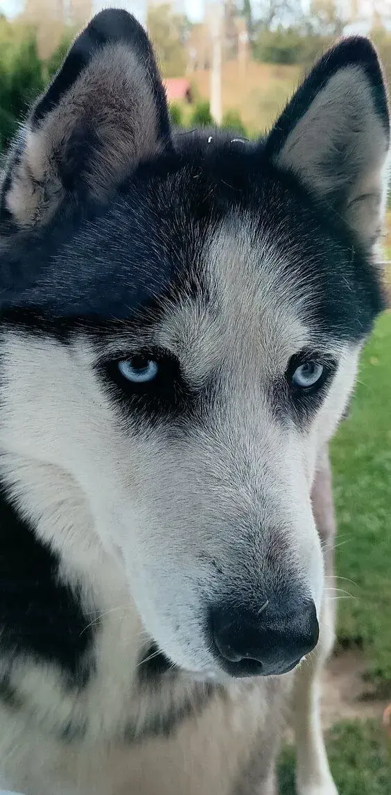 Darujem sibírsky husky