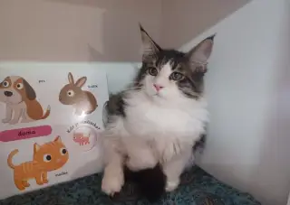 Maine coon kocúrik
