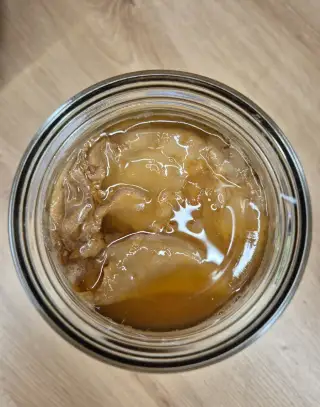 Kombucha / SCOBY