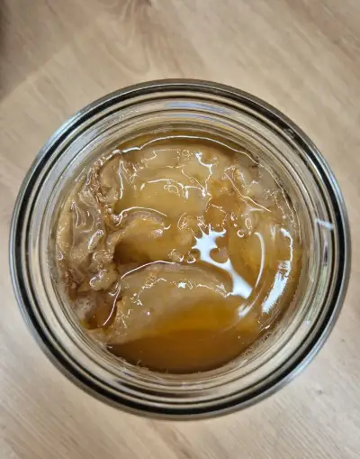 Kombucha / SCOBY