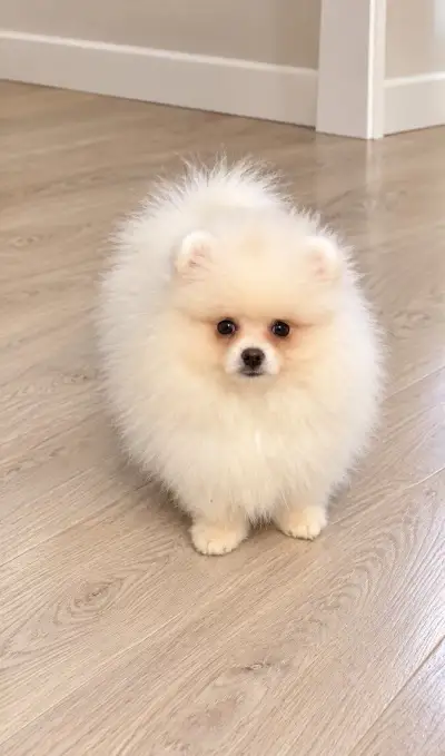 Pomeranian