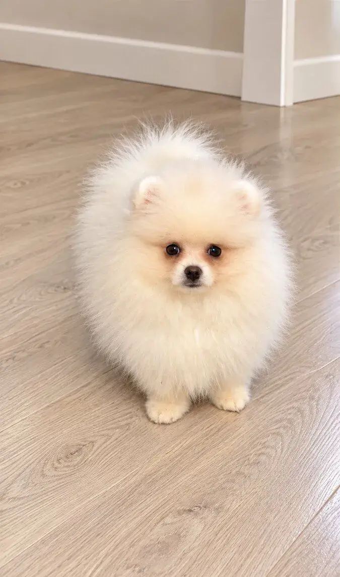 Pomeranian