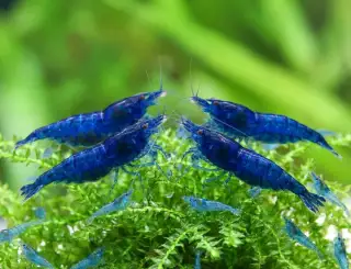 Krevetky Neocaridina Blue Dream dream selektovane