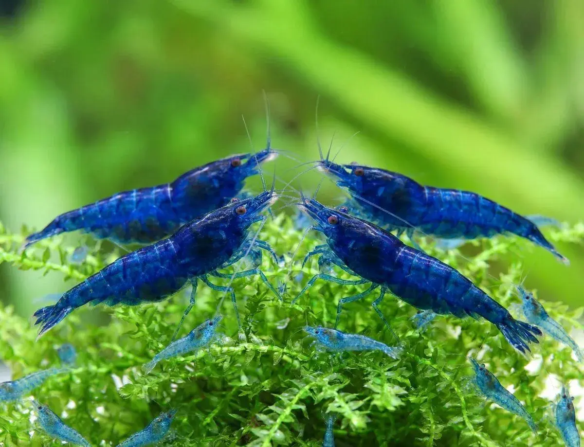 Krevetky Neocaridina Blue Dream dream selektovane