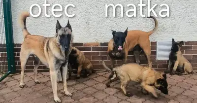 Belgický ovčiak - Malinois po výborných rodičoch