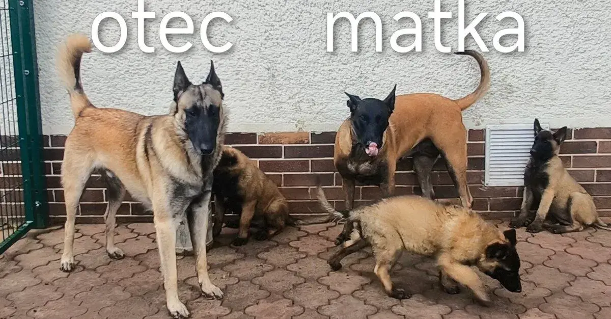 Belgický ovčiak - Malinois po výborných rodičoch