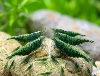 Krevetky Neocaridina shrimp Green Jade