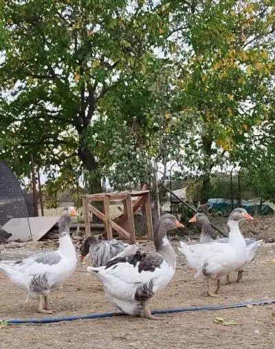 Kucerava hus + Sivý gunár / huser