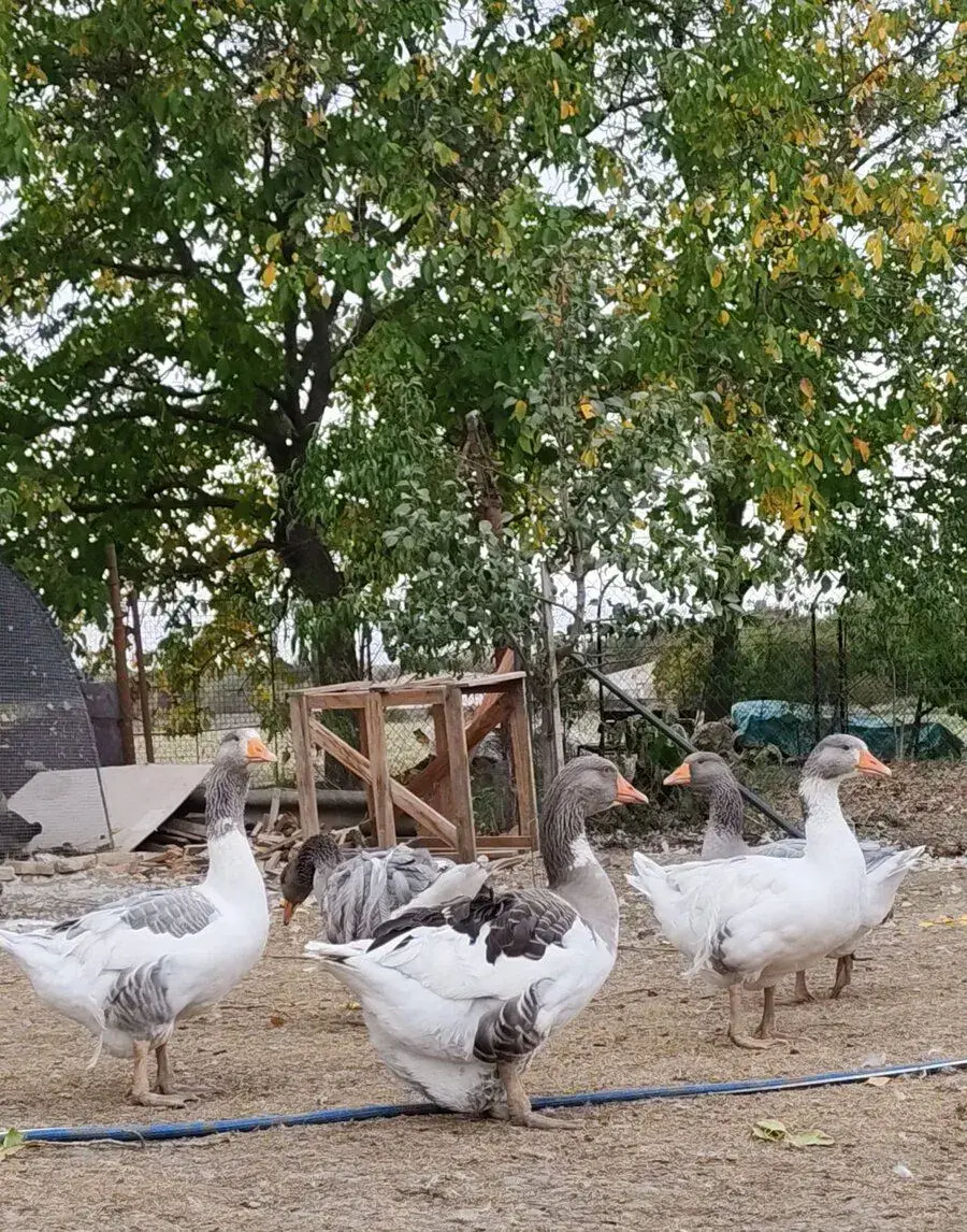 Kucerava hus + Sivý gunár / huser