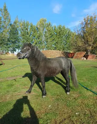 Na predaj poniky