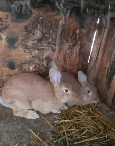 Burbunske samice