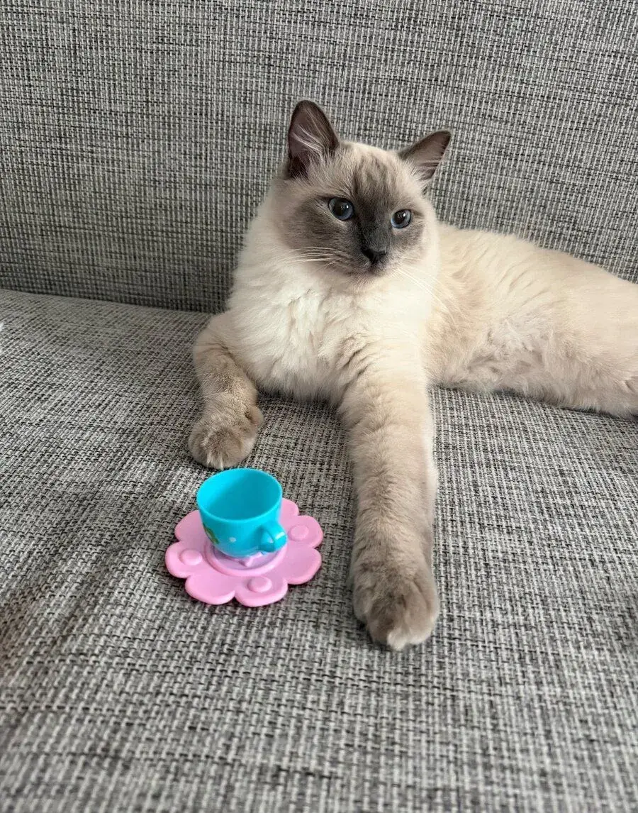 Ragdoll