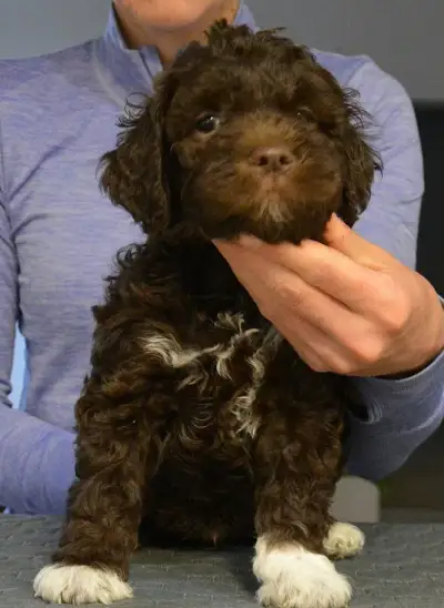 Lagotto romagnolo s FCI rodokmeňom