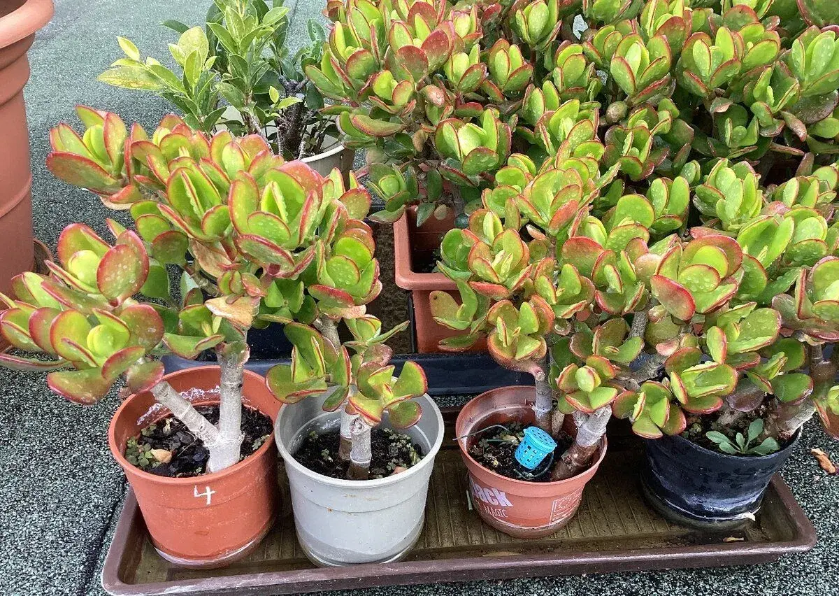 Sukulent Crasulla Ovata