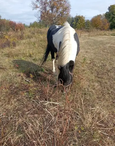 6 roč poníka. Kludnej povahy