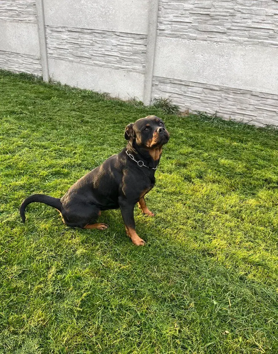 3 ročná fenka Rottweilera s PP na predaj