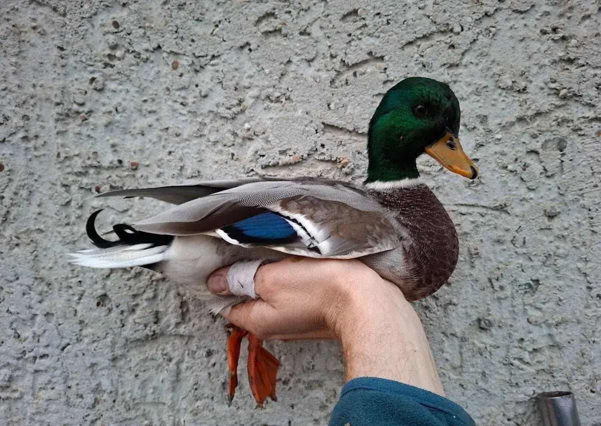 Kačica zdrobnelá
