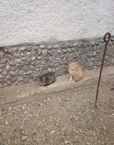 Darujem mačiatka