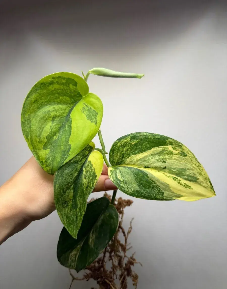Scindapsus Jade satin aurea