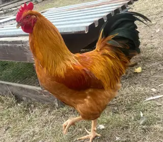 Kohút HEMŠIR