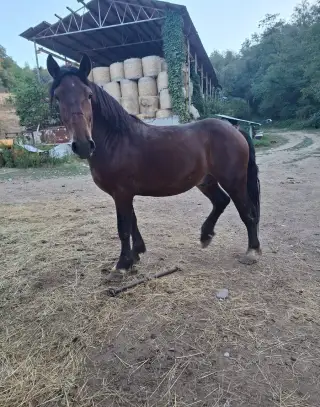 Tazne zrebce