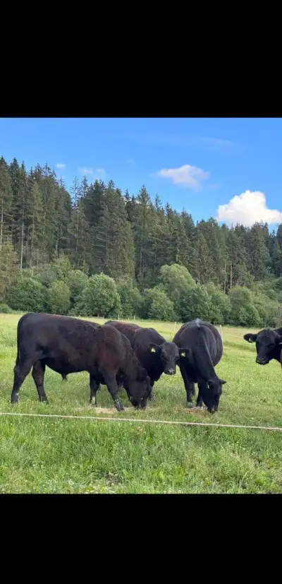 Hovädzie mäso