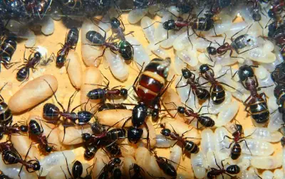Kolónia mravcov rodu Camponotus