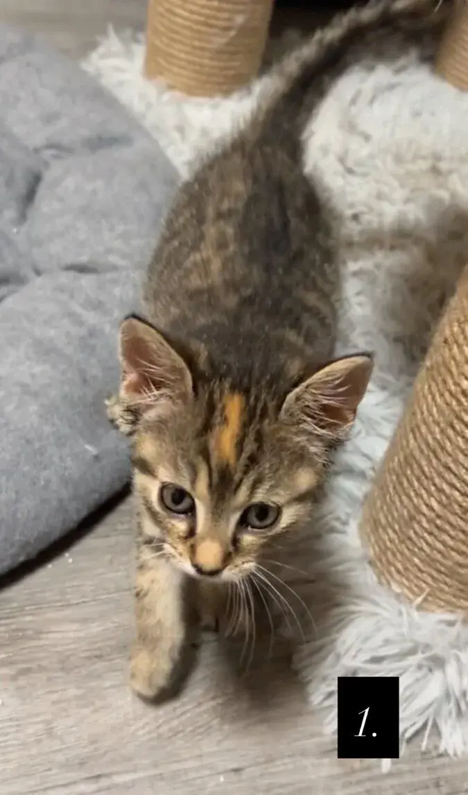 🐾 HĽADÁM MILUJÚCE DOMOVY PRE ŠTYRI MAČIATKA 🐾