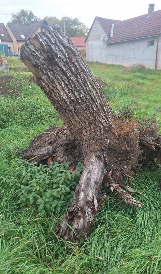 Darujem za odvoz orechový kmeň aj s koreňom