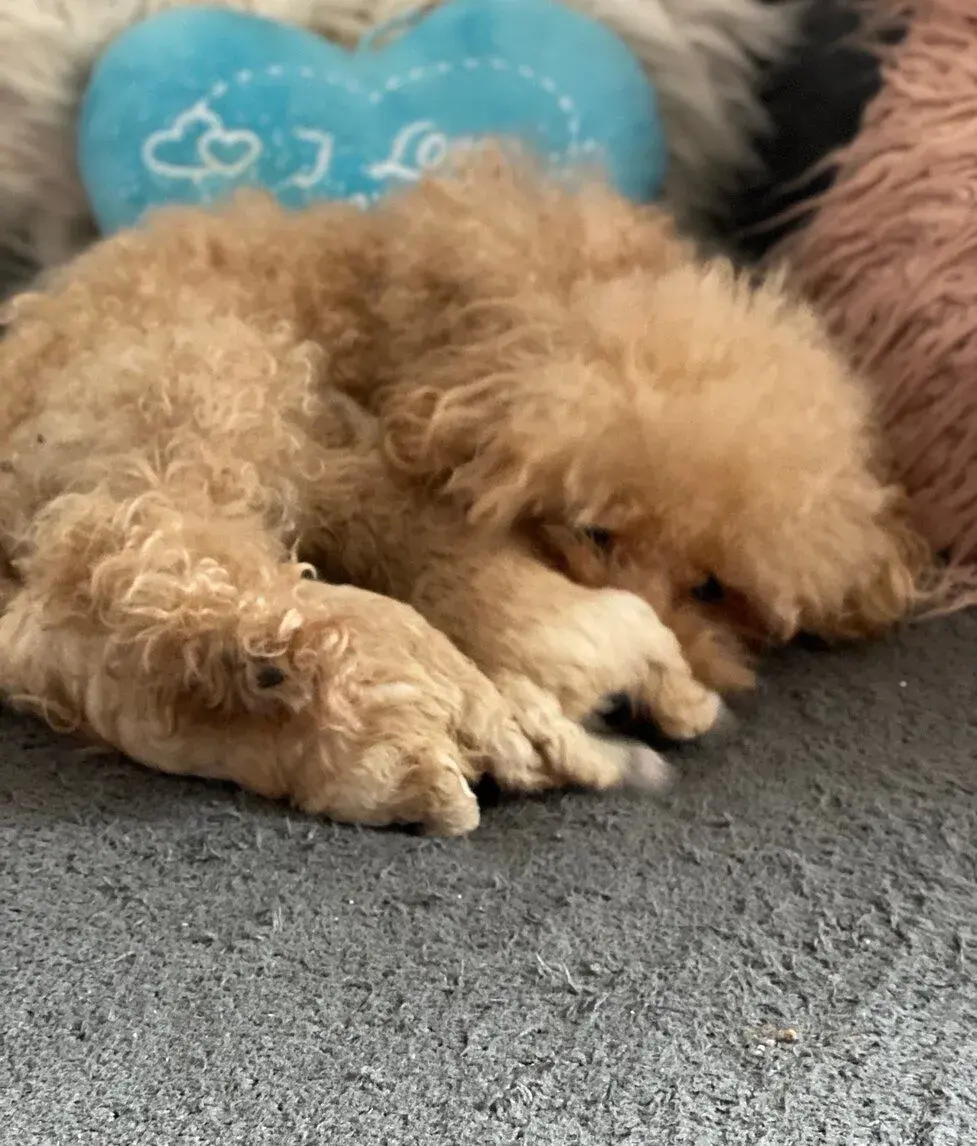 Pudlik Pudel toy Pudel mini poudlik