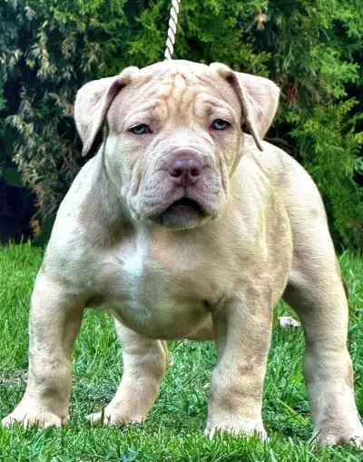 American bully XL/XXL