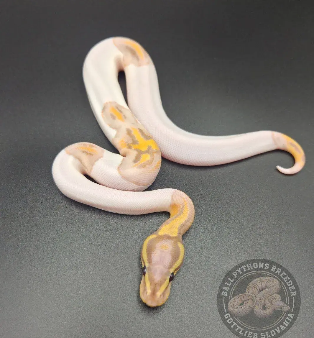 Ball python- Python Regius