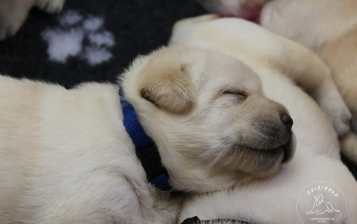 Labrador retriever s rodokmeňom pôvodu