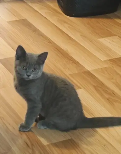 Britská modrá mačka