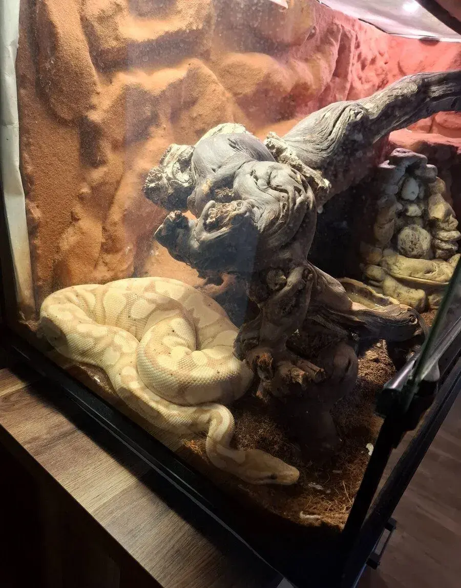 Python kráľovský (bannana split)