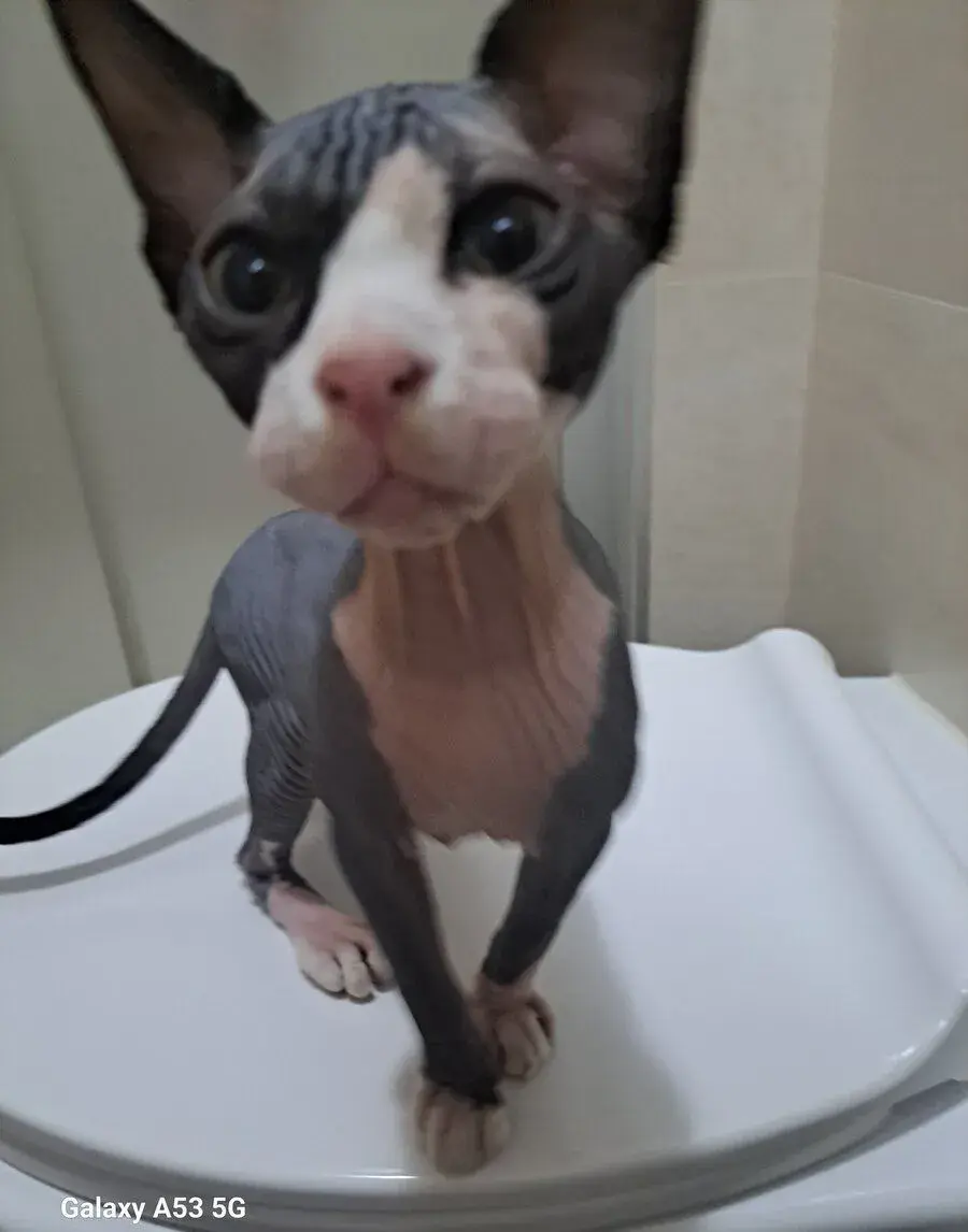 Kocurik Sphynx
