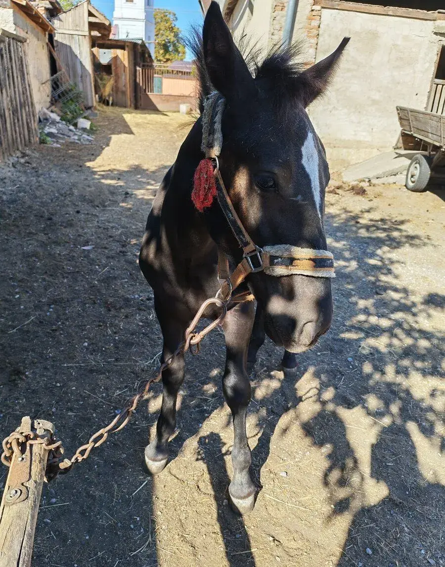 🐴 – krásna 6-mesačná kobylka na predaj ❤️