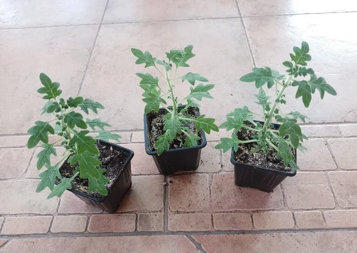 Migrenovnik 1ks/3,20€+packeta