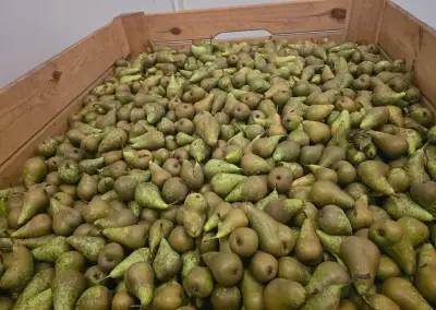 Hrušky na kvas 0.45€/kg