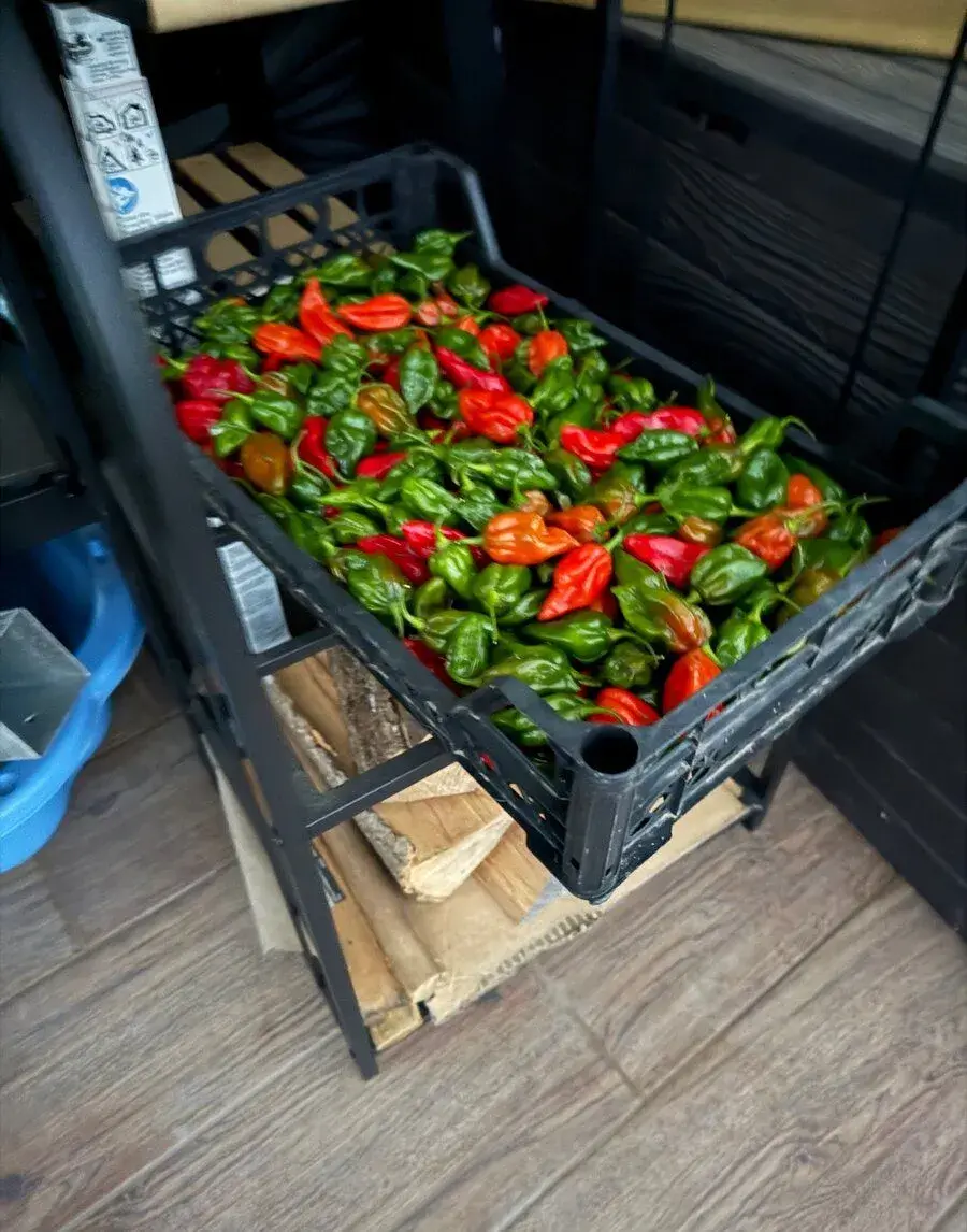 Jolokia bhut