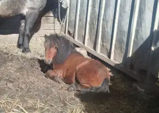 Ponika
