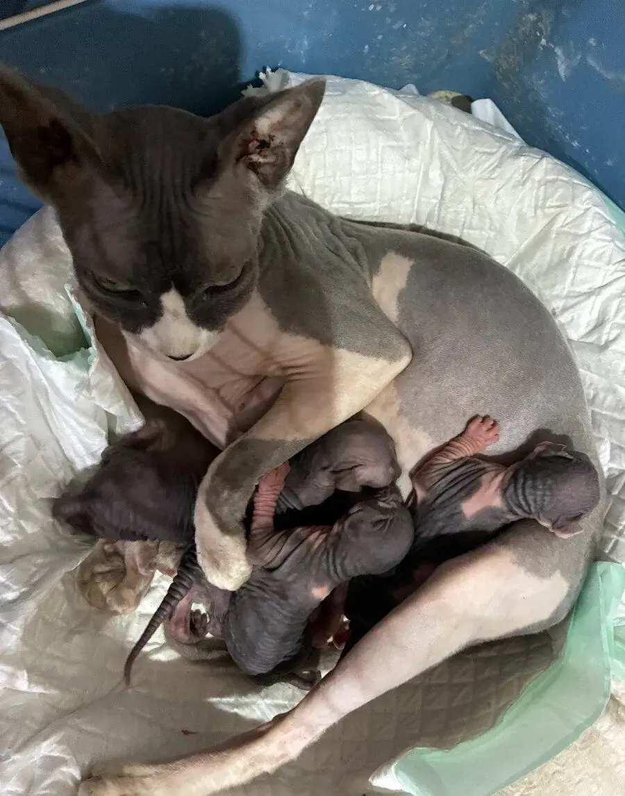 Mačiatka sphynx