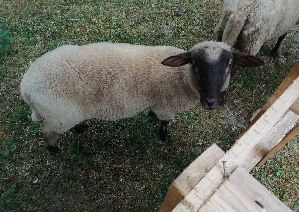 Ovečku