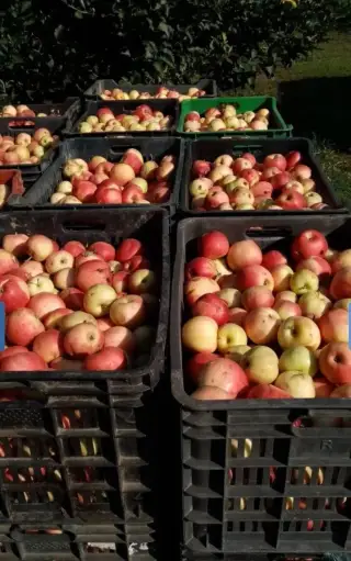 🥒🍎 Na predaj: JABLKÁ NA KVAS 🍎