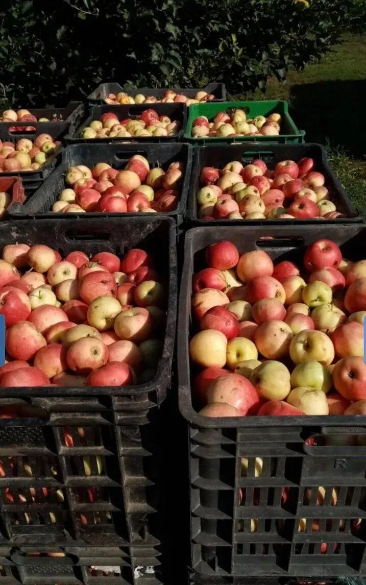🥒🍎 Na predaj: JABLKÁ NA KVAS 🍎