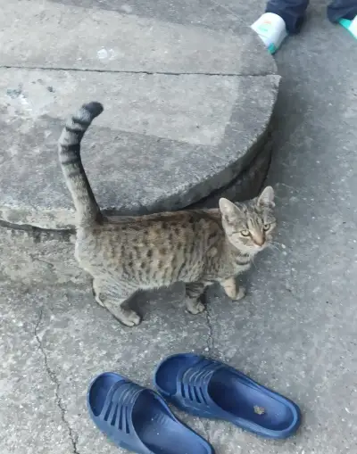 Darujem 4 mesačné mačiatka