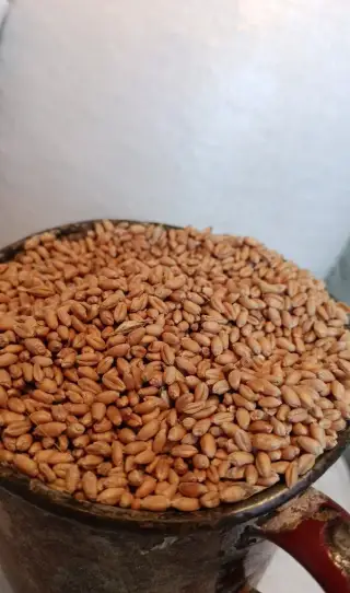 Pšenicu