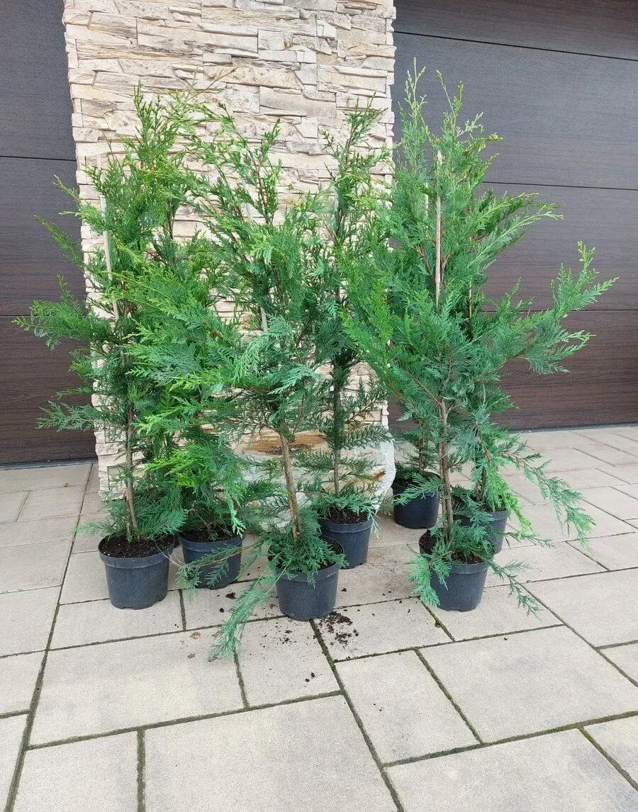 Cyprusovec leylandský (Cupressocyparis leylandii)