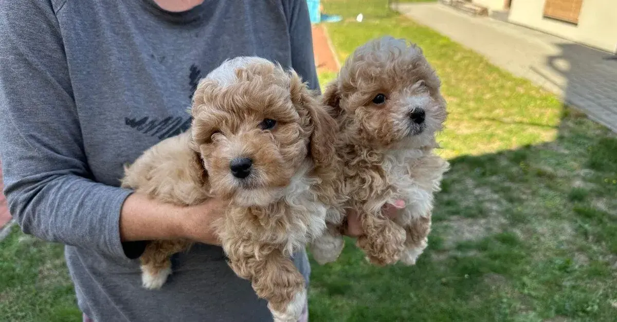 Maltipoo dve fenky a psík